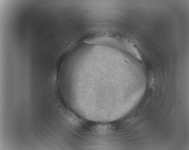 X0000068750314200605121616