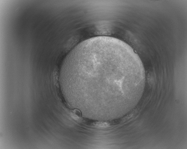 X0000068750322200605121616