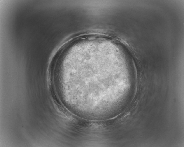 X0000068750343200605121615