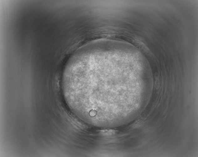 X0000068750363200605121616