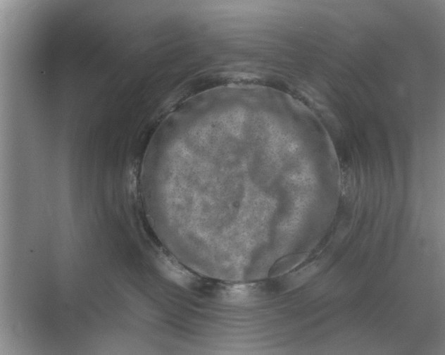 X0000068750382200605121616