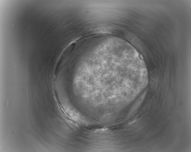 X0000068750386200605121615