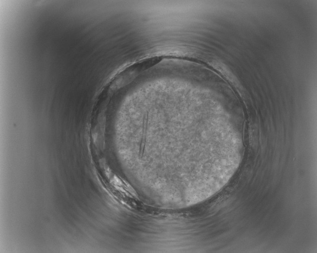 X0000068750434200605121614