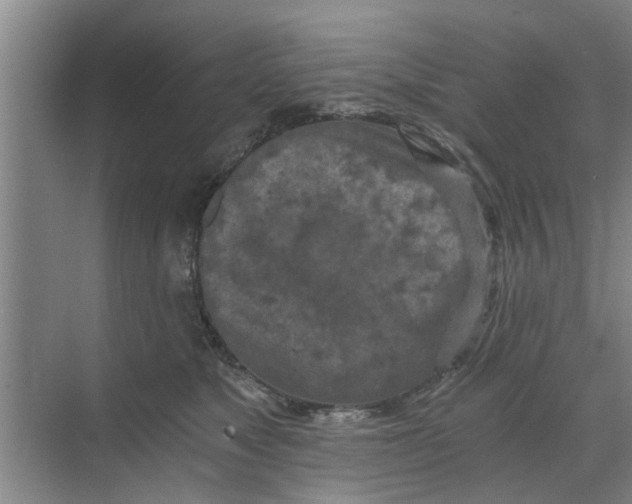 X0000068750517200605121613