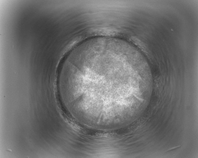 X0000068750679200605121610