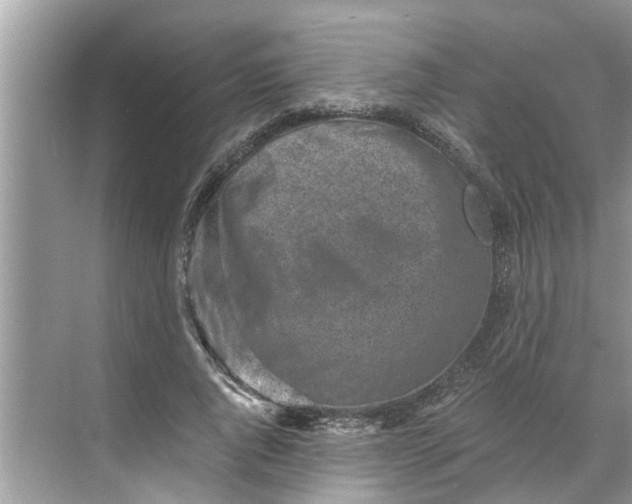 X0000068750736200605121609