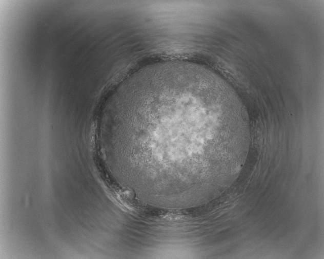 X0000068750742200605121609