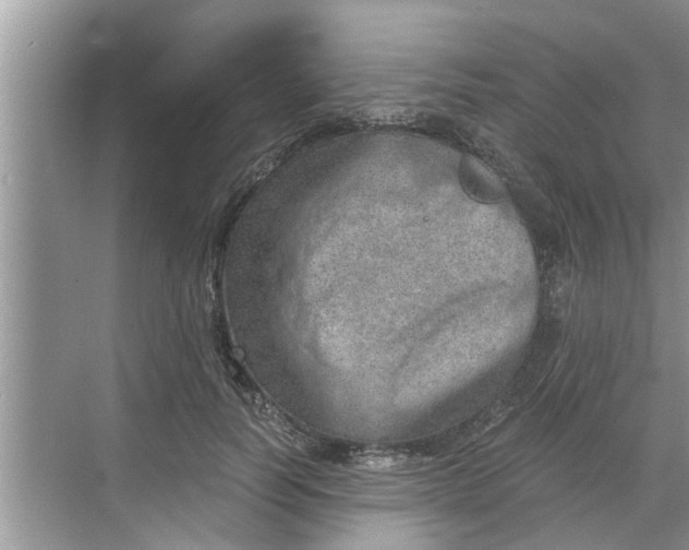 X0000068750746200605121609