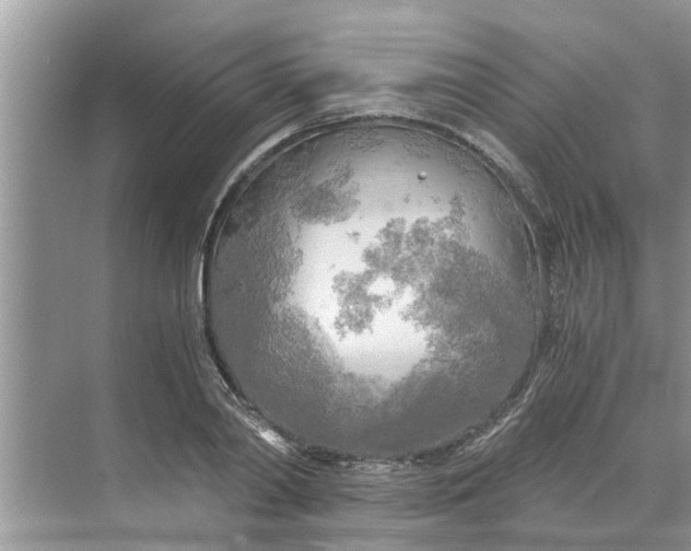 X0000068750790200605121608