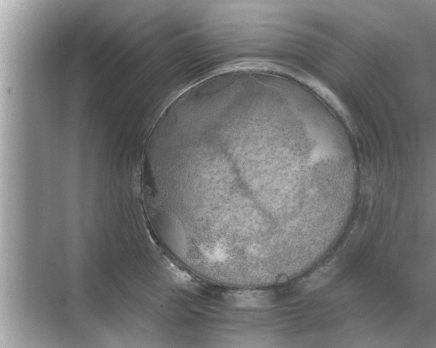 X0000068750953200605121606