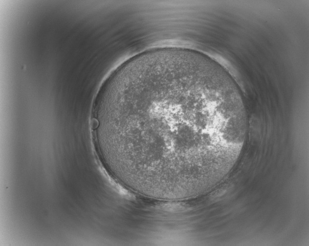 X0000068750998200605121605