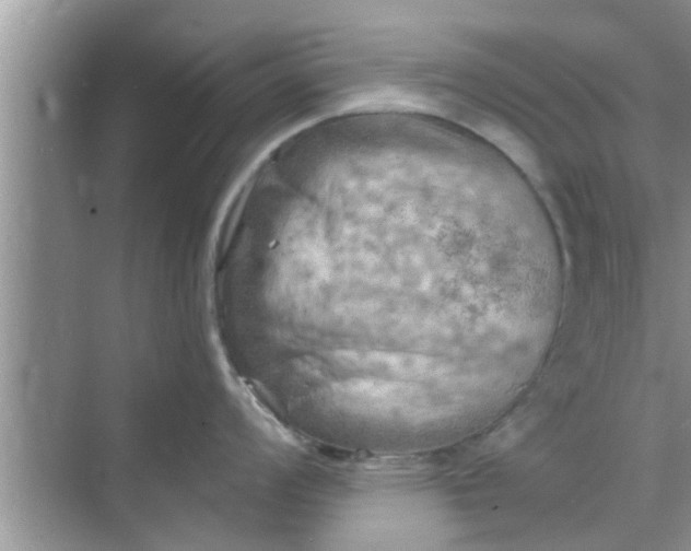 X0000068751008200605121605