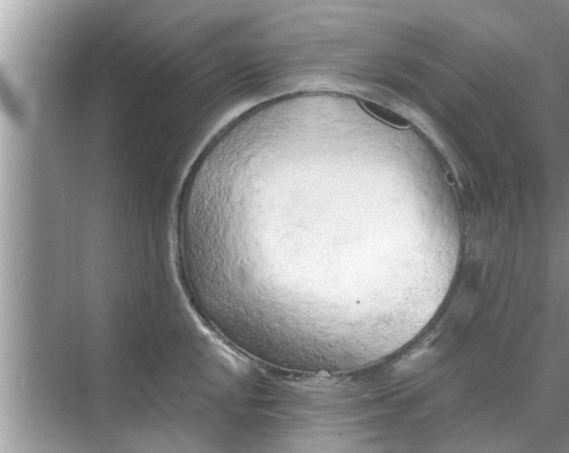 X0000068751048200605121605