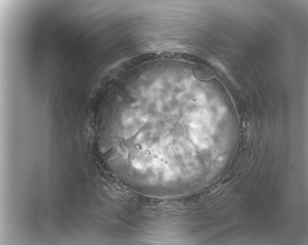 X0000068751063200605121604