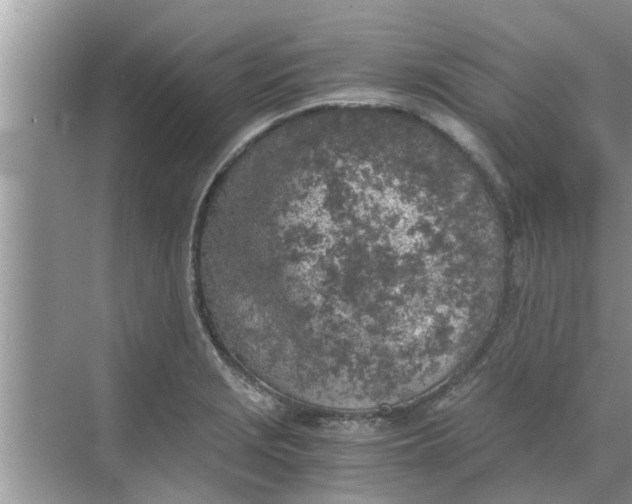 X0000068751229200605121601