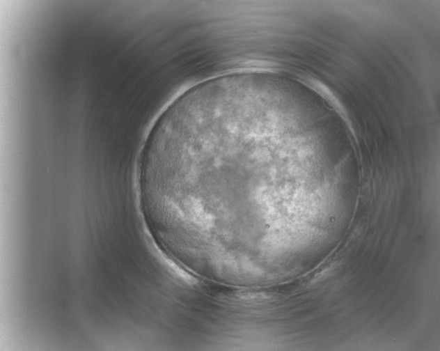 X0000068751243200605121601