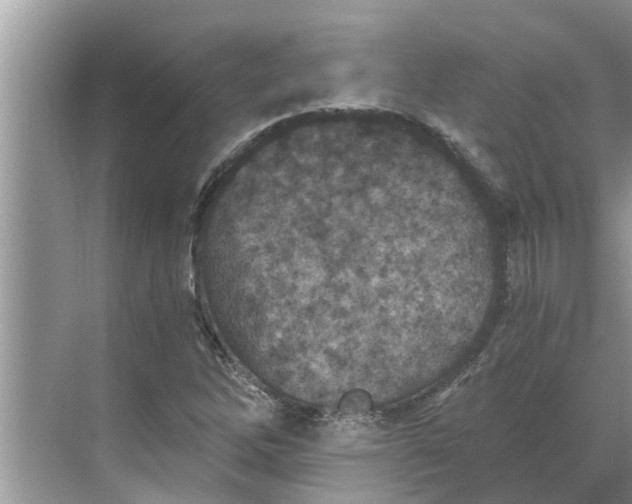 X0000068751262200605121600