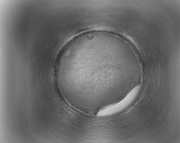 X0000068751263200605121600