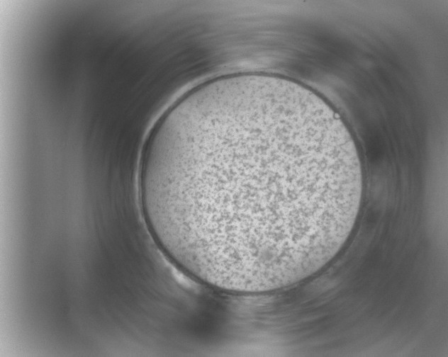 X0000068751294200605121600