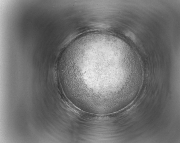 X0000068751354200605121559