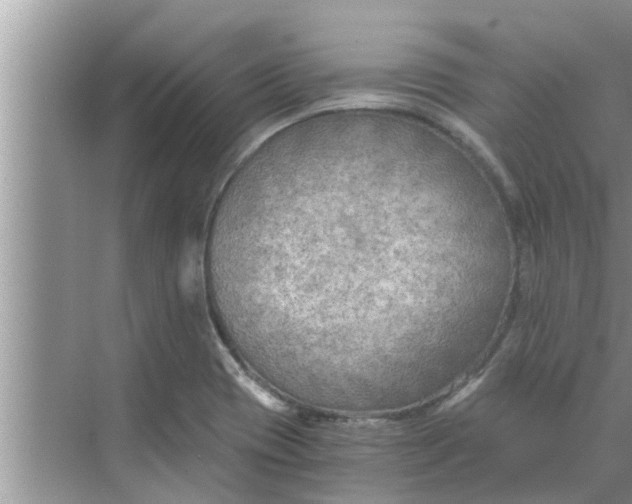 X0000068751417200605121558