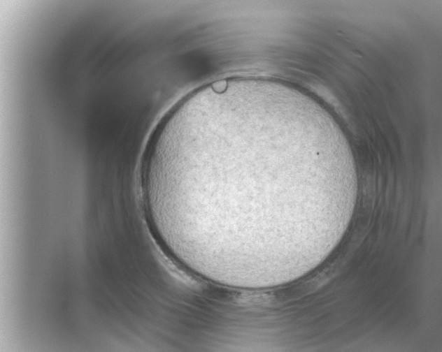 X0000068751466200605121557