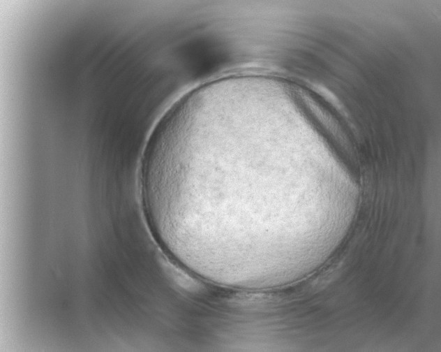 X0000068751474200605121557