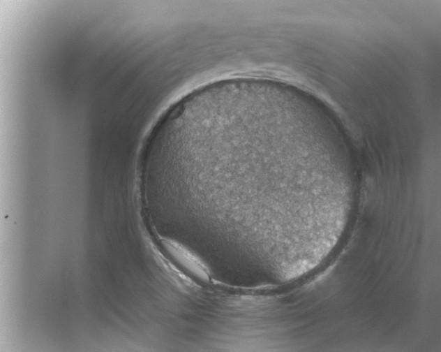 X0000068751506200605121556