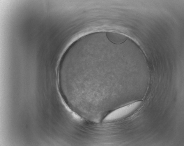 X0000068751515200605121556