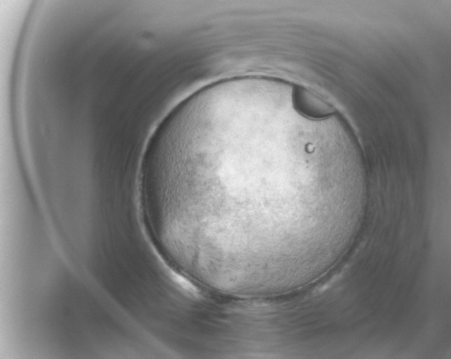 X0000068751525200605121556