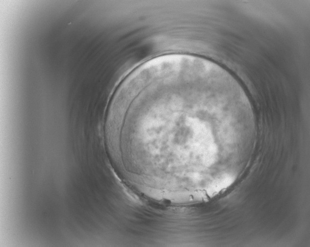 X0000068751529200605121556