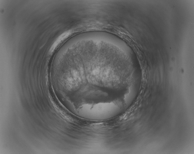 X0000068750054200605191609