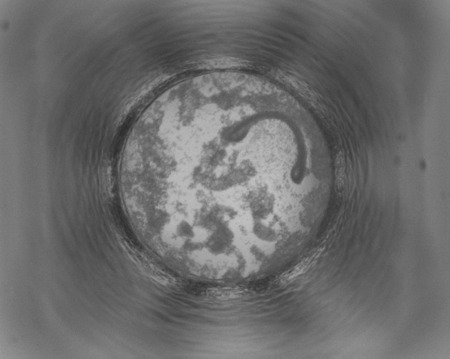 X0000068750351200605191604