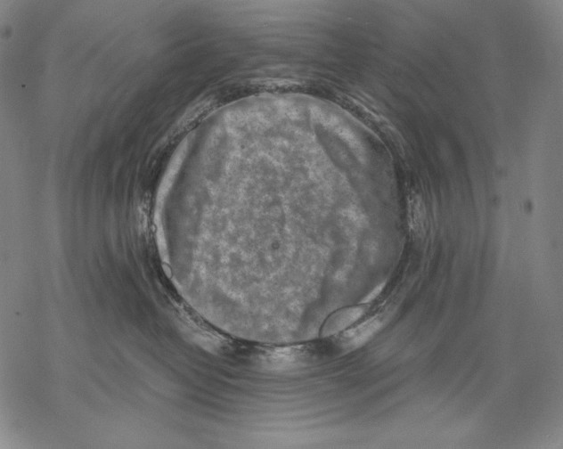X0000068750382200605191604