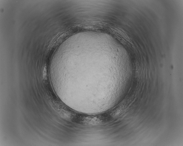 X0000068750502200605191602