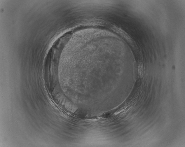 X0000068750724200605191558