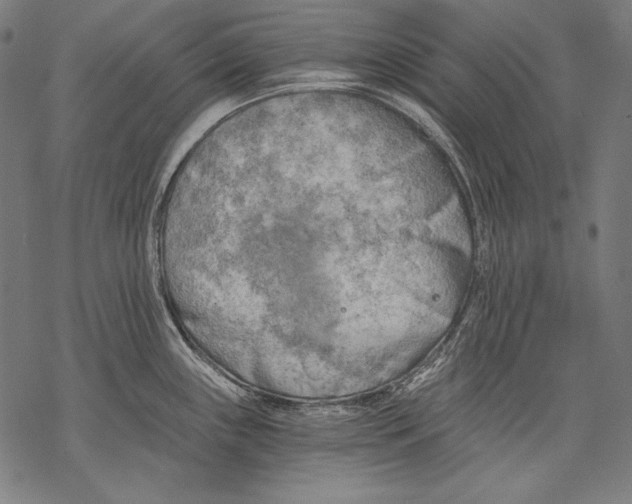 X0000068751243200605191550