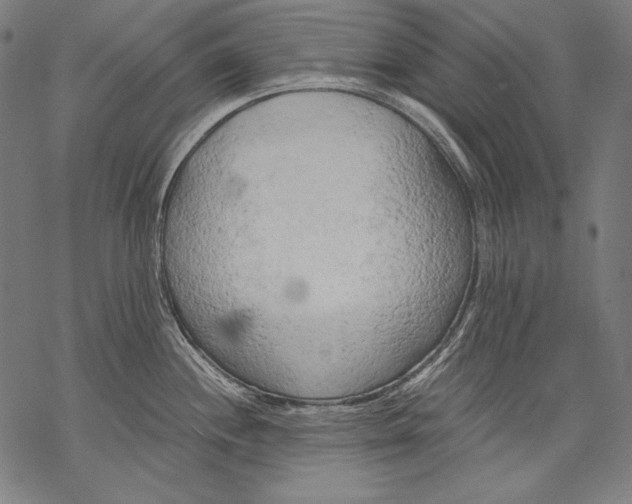 X0000068751244200605191550