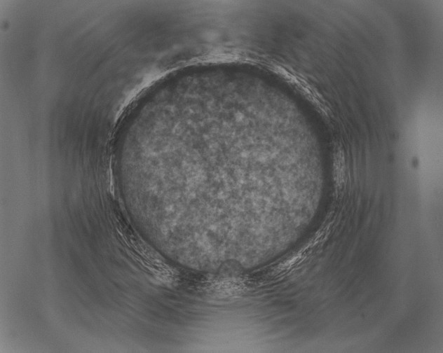 X0000068751262200605191550