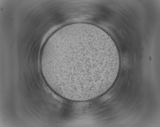 X0000068751294200605191549