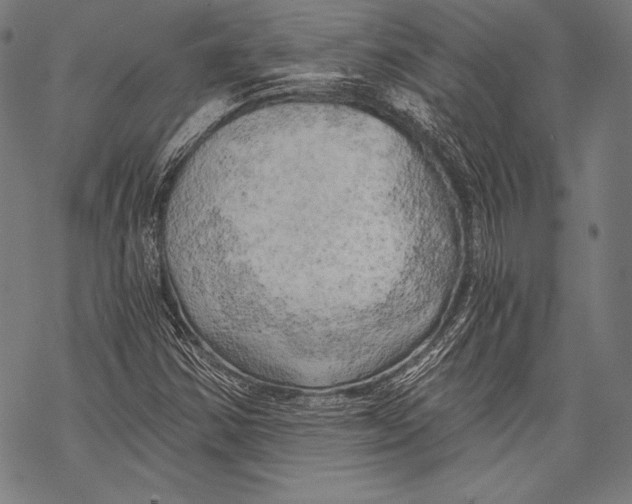 X0000068751354200605191548