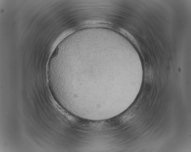 X0000068751386200605191548