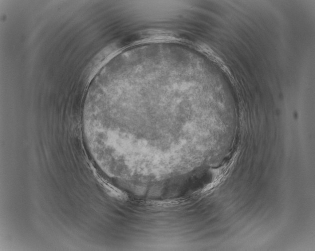 X0000068751425200605191547