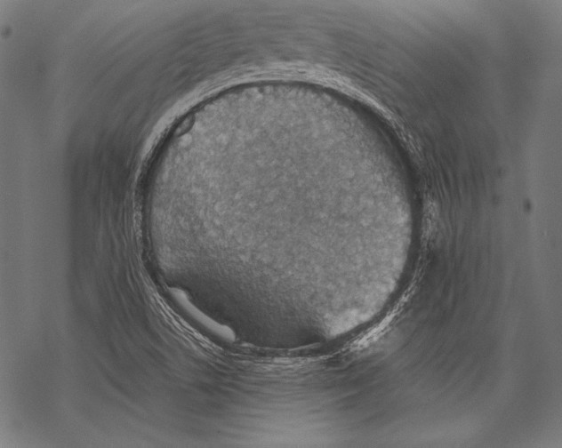 X0000068751506200605191545