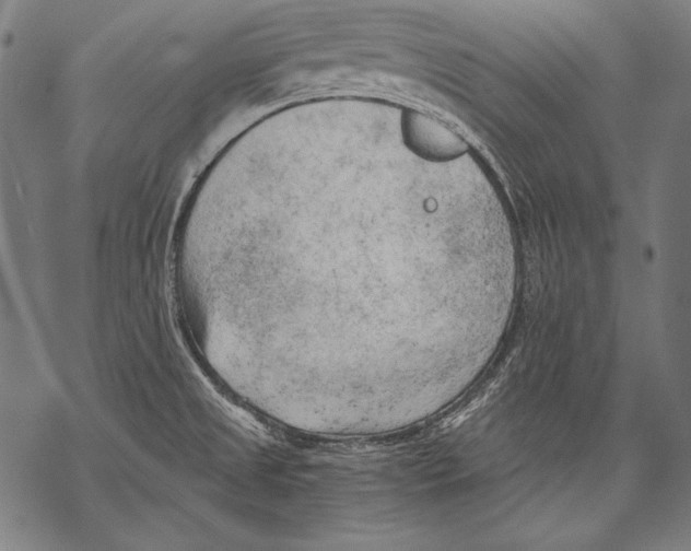 X0000068751525200605191546