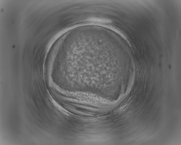 X0000068751535200605191546