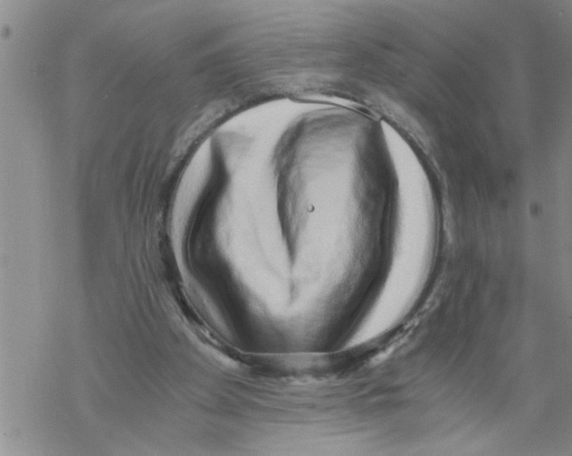 X0000068750105200605262126