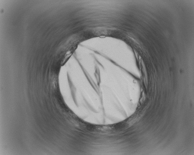 X0000068750125200605262126