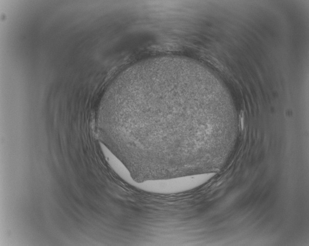 X0000068751251200605262107