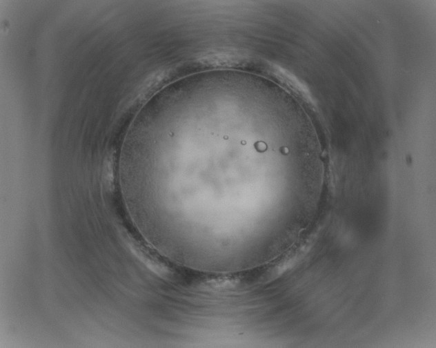 X0000068760065200604281223